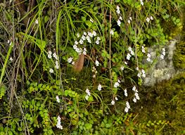 Image result for Malaxis katangensis