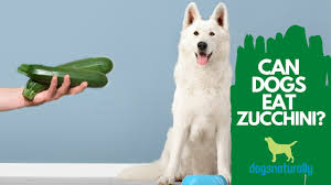 Yes, you can absolutely let your dog eat this super squash! Can Dogs Eat Zucchini Pet Keepers