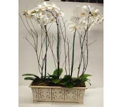 Artistically designed flower arrangements for birthdays, anniversary, new baby, sympathy or any occasion. Santa Monica Ca Florists Flowers Santa Monica Ca Ann S Flowers Of Santa Monica