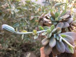 Image result for Kleinia sp.no.1