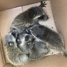 Best effective natural raccoon repellents. How To Get Rid Of Raccoons Trutech Wildlife Service