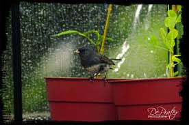 The Bird Is A Junco Got Caught In Out Green House During The Rain Bird Fish Pet Birds