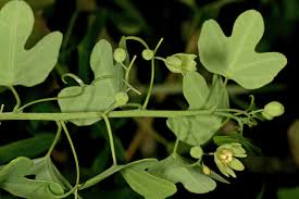 Image result for Adenia gummifera