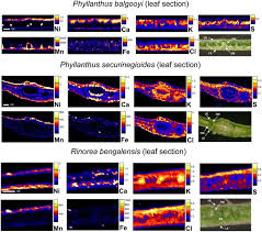 The previous assembly was dissolved on 30 july 2020. Nickel Biopathways In Tropical Nickel Hyperaccumulating Trees From Sabah Malaysia Scientific Reports