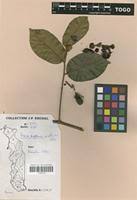 Image result for Uvaria angolensis