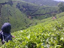 Ingin yang adem dan sedikit bermain air? Destinasi Wisata Indahnya Panorama Di Kebun Teh Cipasung Majalengka