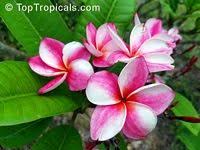 Plumeria Sp Plumeria Indian Flowers Plumeria Garden Catalogs