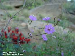 Image result for Commicarpus