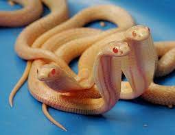 Cobra Pixdaus Albino Animals Snake Albino