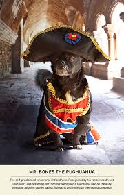 Gallery Of Small Dogs With Napoleon Complexes Cute Animal Pictures Napoleon Dog Halloween Animals