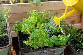 Planning And Planting An Herb Garden