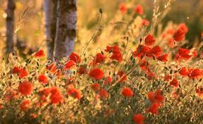 Wallpaper Poppies Ears Summer Blurring 1920x1180 Wallpaperup 683276 Hd Wallpapers Wallhere Summer Poppy Poppies Desktop Wallpaper Summer