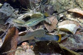 Xiphophorus Montezumae Poecilia Mexicana