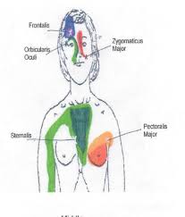 Head Neck And Shoulder Trigger Point Chart 5 Copyright