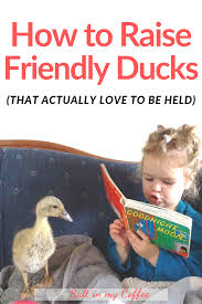 Pin On Keeping Ducks