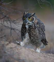 13 How Did You Get That Wildlife Photos From Tin Man Lee Wildlife Photos Owl Great Horned Owl