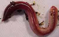 Peche De La Truite Appats Naturels Ver De Terre Teigne Larve Mouche Et Insecte