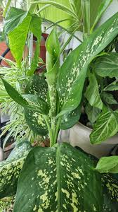 Image result for Dicliptera verticillata