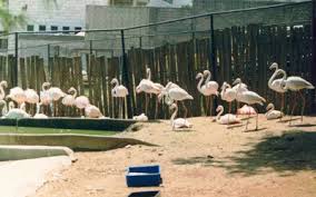 Through the foundation, the tisch family in new york significantly financed the modern development of the zoo to what it is today. Jerusalem Biblical Zoo