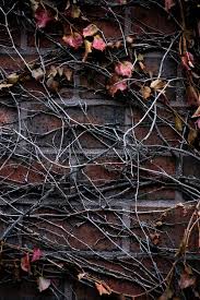 Agave is a genus of plants that includes many species of succulents that live in hot and arid conditions. 178 Vines Thorns Photos Free Royalty Free Stock Photos From Dreamstime