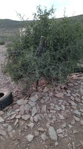 Image result for Terminalia phanerophlebia