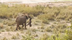 Mother Elephant Panicked When Seeing Her Baby Lying Motionless, Hastily  Checks For Breathing And The Unexpected Ending A heart-stopping moment  happened when a mother elephant discovered her baby lying motionless on the