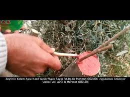 Zeytine Kalem Asisi Nasil Yapilir Mehmet Guzluk Uygulamali Anlatiyor Youtube Zeytin Agaci Kaleler Bitki