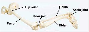 The bones of the leg are the femur, tibia, fibula and patella.the foot bones shown in this diagram are the talus, navicular, cuneiform, cuboid, metatarsals and … as these muscles contract and relax, they move skeletal … Skeletal Anatomy Of Human Leg Image Source 5 Download Scientific Diagram