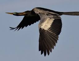 The anhinga is in the darter family, anhingidae, and is closely associated with darters from india, africa and australia. Anhinga Life Expectancy