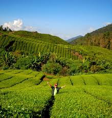 Cameron highlands still maintains a sense of british colonial appeal in the tea plantations, the cool damp climate and the afternoon high tea traditions. Tea Farm Cameron Highland