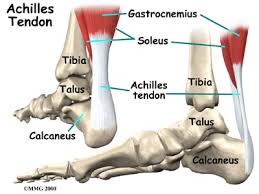 To bend the elbow and to turn the palm of the hand towards the sky. Achilles Tendon Diagram Utah Sports Wellness
