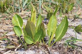 Image result for Rhamphicarpa brevipedicellata