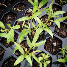 Image result for Vigna subterranea