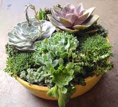 Sheet moss is the secret ingredient to make it all come together. Diy Succulent Planter Ideas Everyone Can Try Morflora