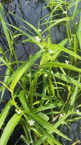 Image result for Caperonia