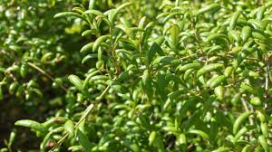 Maybe you would like to learn more about one of these? Sand Live Oak Quercus Geminata Florida Hikes