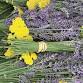 U Pick Lavender 9:30-3:00pm