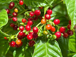 Image result for Psychotria succulenta