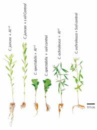 Image result for Crotalaria reptans- intermediates with pisicarpa