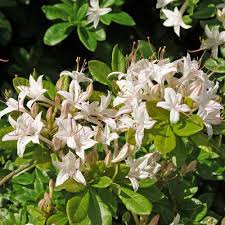 Rhododendron Viscosum Swamp Azalea White Flower Farm Azaleas Woodland Plants