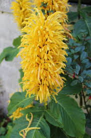 Image result for Justicia aurea