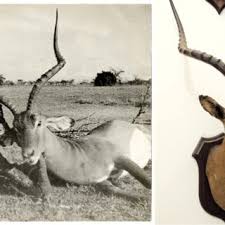 L'addax è chiamato anche antilope dalle corna a vite. Pdf Catalogo Annotato Della Raccolta Zoologica Di Elena D Orleans Duchessa D Aosta Presso La Biblioteca Nazionale Di Napoli