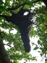 Bienenschwarm Traube Mittel Bienenschwarm Im Baum Bienenschwarm Bienen Bienenkoniginnen