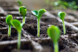 The warmer the environment, the faster the germination. Why Mini Greenhouse Kits Are Perfect For Germinating Cannabis Seeds Cannabis Wiki