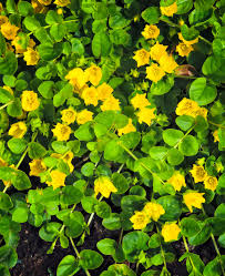 Image result for Lysimachia djalonis