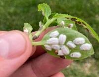 Image result for puklice na orchideích obrázek