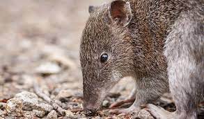 Find cats and kittens for sale, near you and across australia. Tasmanian Devils Protect Bandicoots And Stop Invasive Cats Inside Science