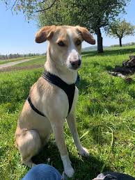 044 864 44 00 montag bis freitag 13.30 bis 17.00 uhr. Platzierte Hunde Tierschutzbund