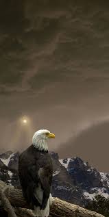Bald Eagle Landscape Mountain Surveys Landscape Mountain Surveys Eagle Bald Thebald Eagle Surv Bald Eagle Animals Beautiful Birds