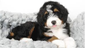 We are currently trying to find a doodle to welcome into our family (goldendoodle, sheepadoodle or bernedoodle). Home Swissridge Kennels